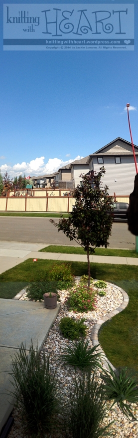 front yard in summer—vertical panoramic view