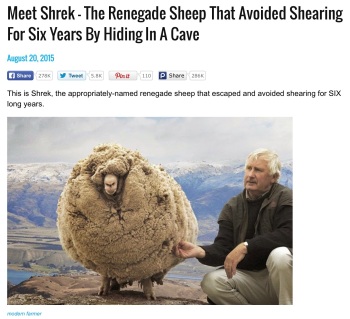 Shrek the Sheep