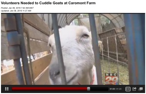 Screenshot Image: Volunteers Needed to Cuddle Goats at Caromont Farm